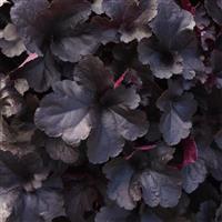 Heuchera Everglow