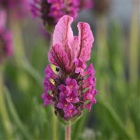 Lavandula stoeches Butterfly Garden™