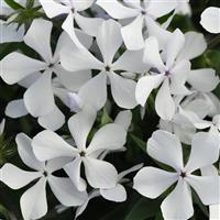 Phlox divaricata Petalscape™