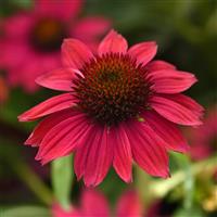 Echinacea Sombrero Poco™