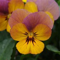 Viola Celestial™