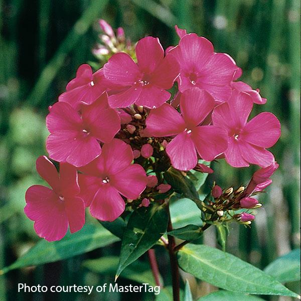 Phlox paniculata Starfire