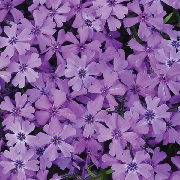 Phlox subulata Purple Beauty