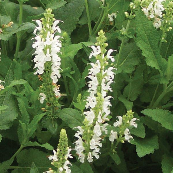 Salvia nemorosa Snow Hill