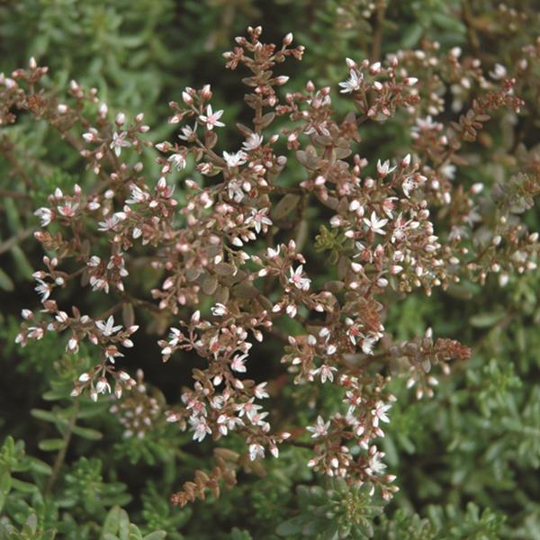 Sedum album Coral Carpet