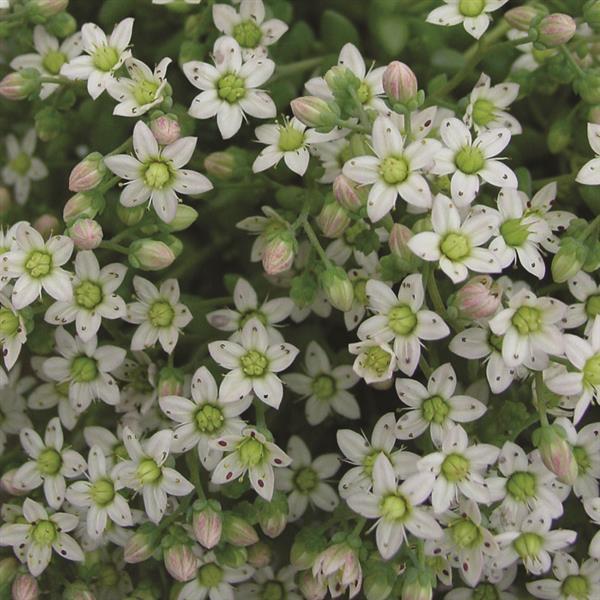 Sedum dasyphyllum Major