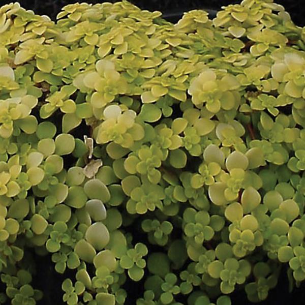 Sedum makinoi Ogon