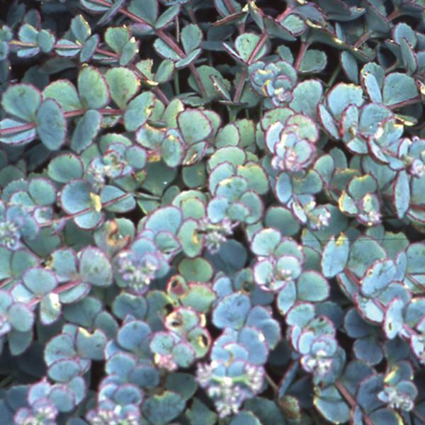 Sedum sieboldii 