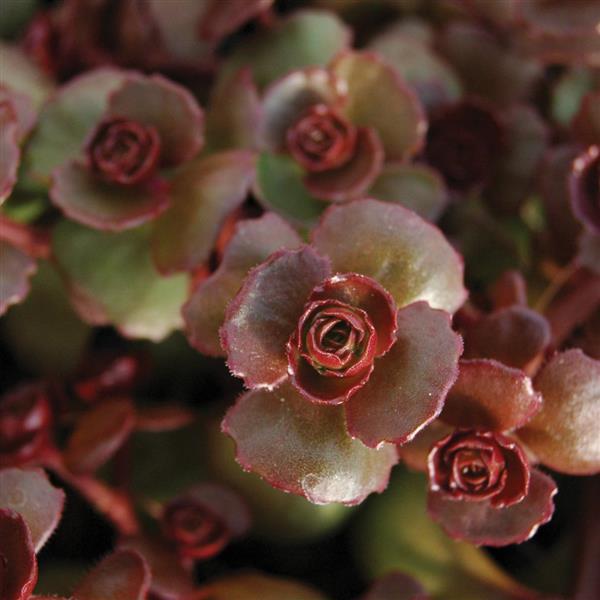 Sedum spurium Fuldaglut