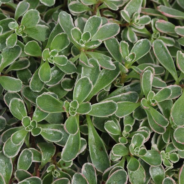 Sedum spurium Tricolor