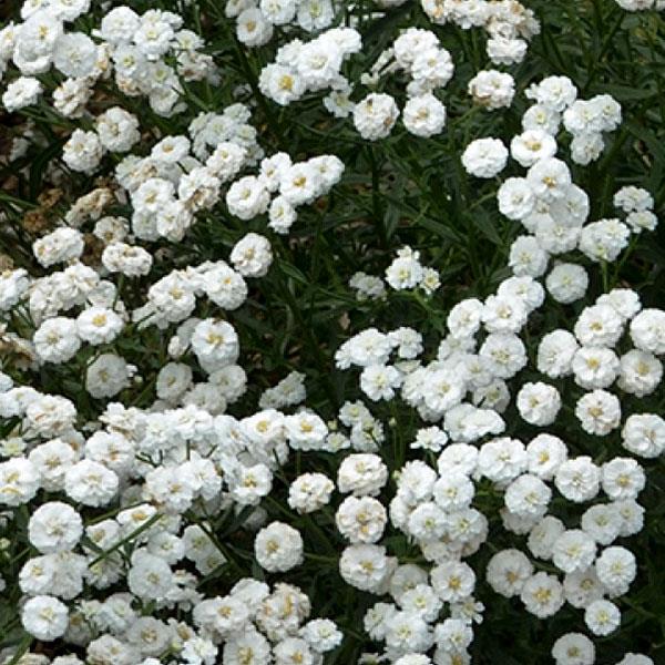 Achillea ptarmica Peter Cottontail