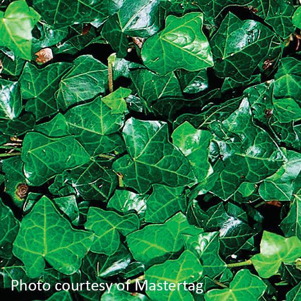 Hedera helix English