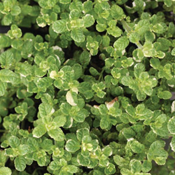 Mentha suaveolens Pineapple Variegated