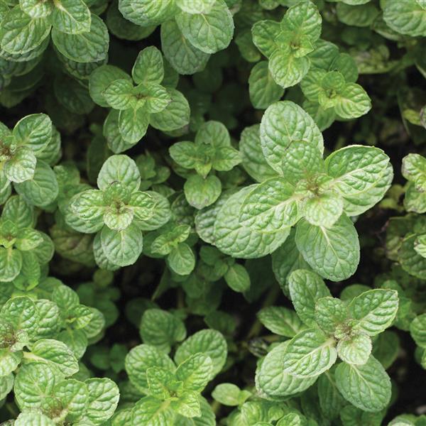 Mentha suaveolens Apple