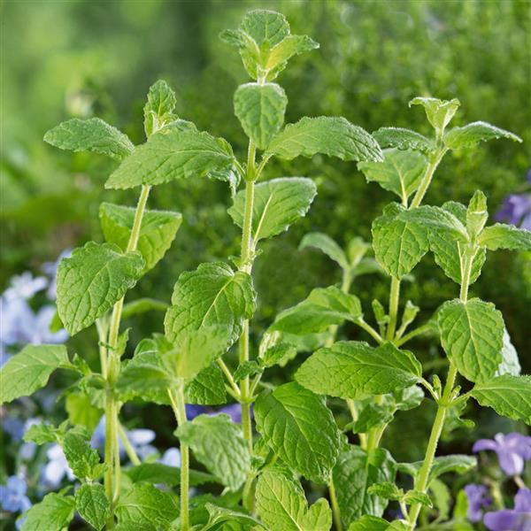 Mentha piperita Strawberry
