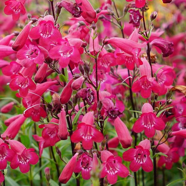 Penstemon MissionBells™ Deep Rose