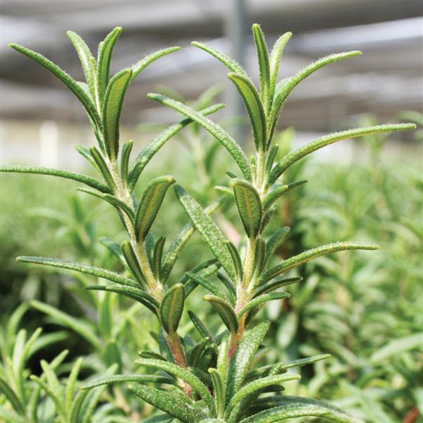 Rosmarinus officinalis Spice Island