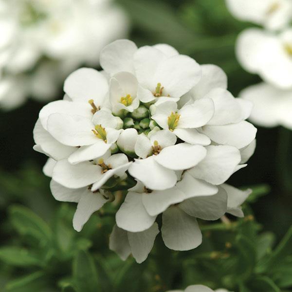 Iberis sempervirens Purity