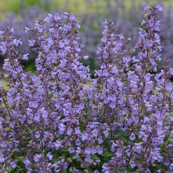 Nepeta faassenii Kitten Around