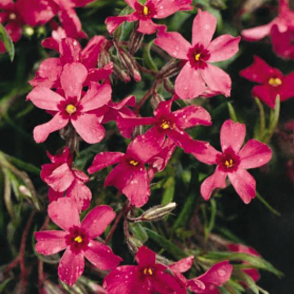 Phlox subulata Crimson Beauty