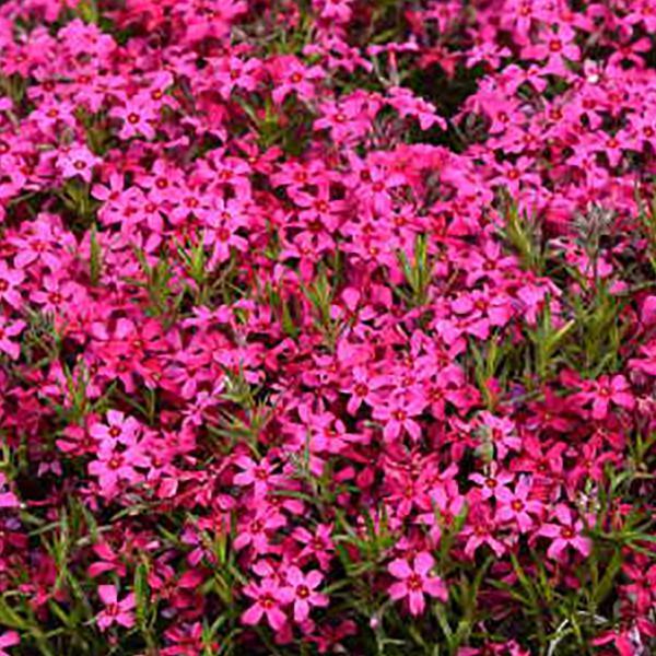 Phlox subulata Red Wings