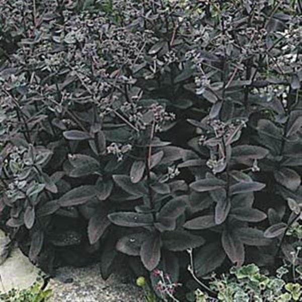 Sedum Vera Jameson
