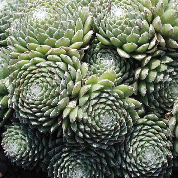 Sempervivum arachnoideum Cobweb