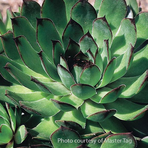 Sempervivum Carmen