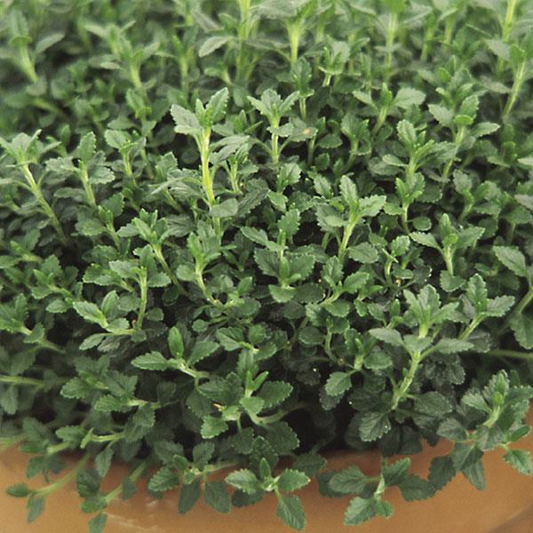 Teucrium chamaedrys 