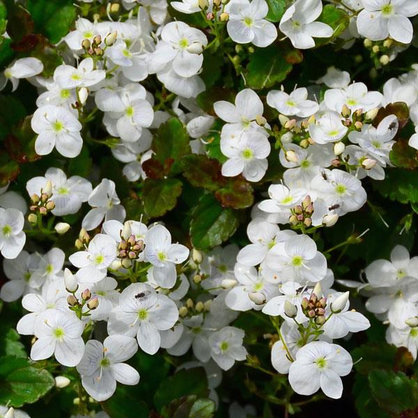Veronica peduncularis Whitewater