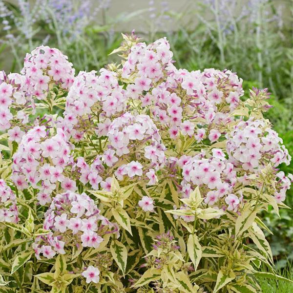Phlox paniculata Norah Leigh