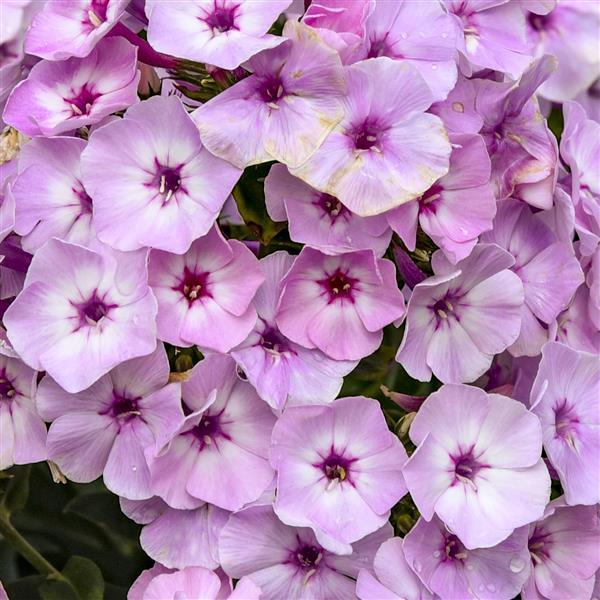 Phlox Garden Girls™ Fancy Girl