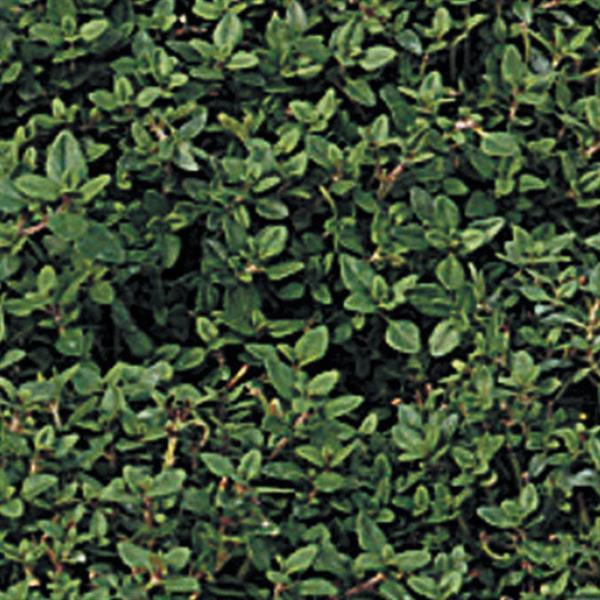 Thymus citriodorus Lemon