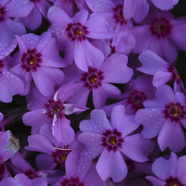 Phlox subulata Eye Caramba
