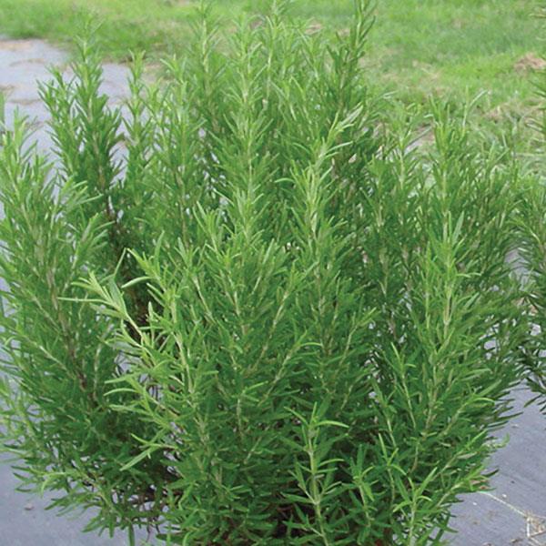 Barbecue Rosmarinus officinalis