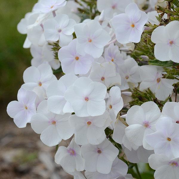 Phlox paniculata Fashionably Early Crystal