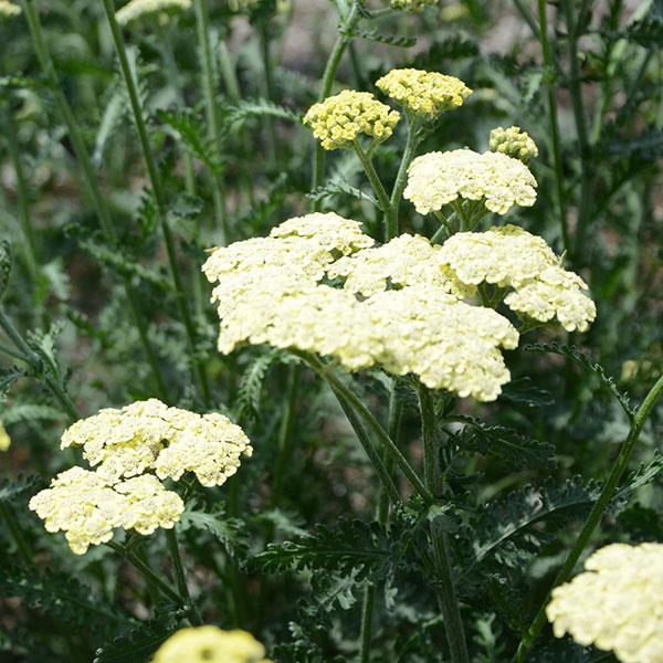 Achillea Moon Dust