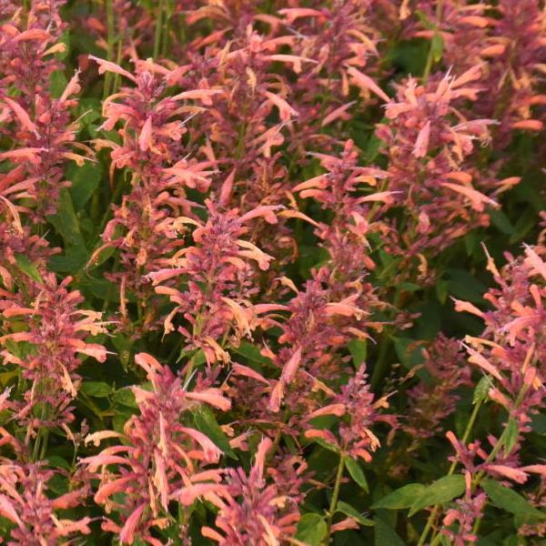 Agastache Guava Lava