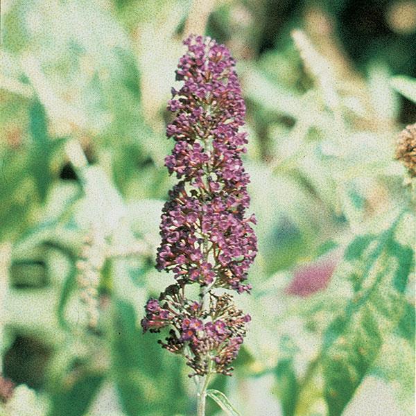 Buddleia davidii Black Knight