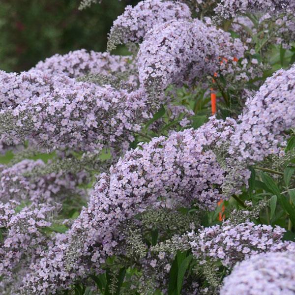 Buddleia davidii Grand Cascade