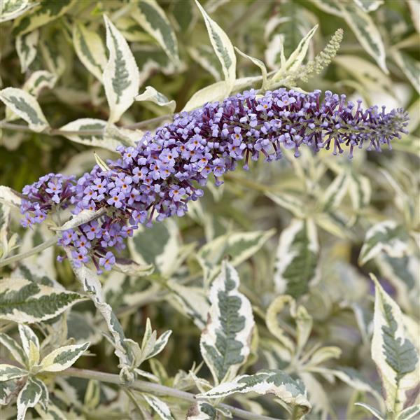 Buddleia Butterfly Gold