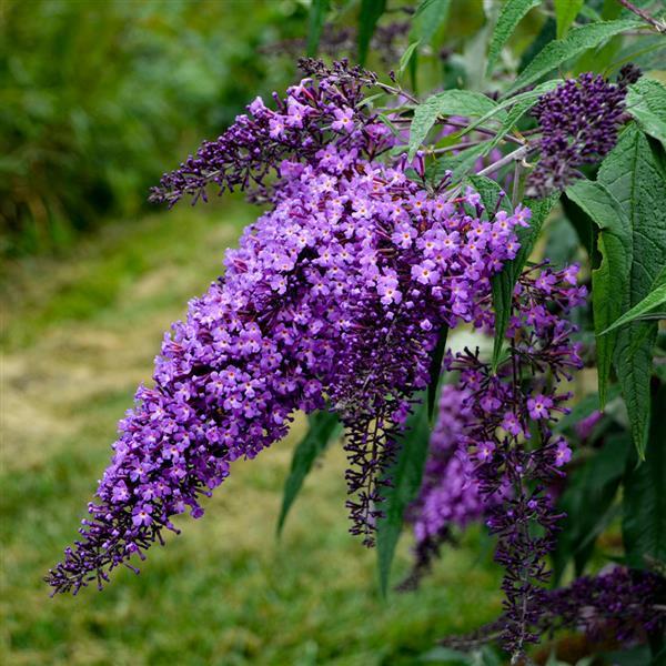 Buddleia Violet Cascade