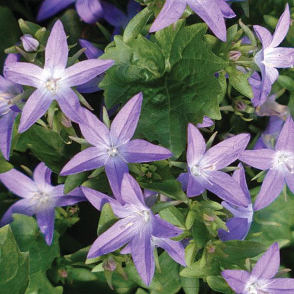 Campanula poscharskyana Blue Waterfall