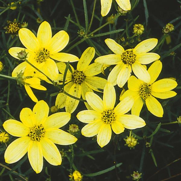 Coreopsis verticillata Moonbeam