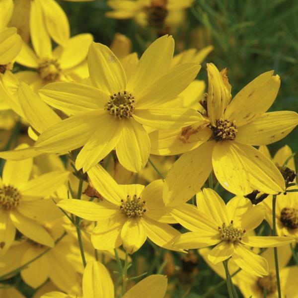 Coreopsis verticillata Zagreb