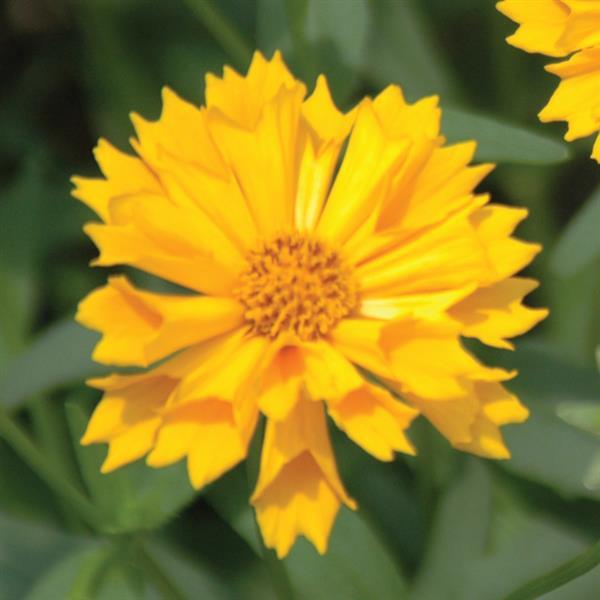 Coreopsis Jethro Tull