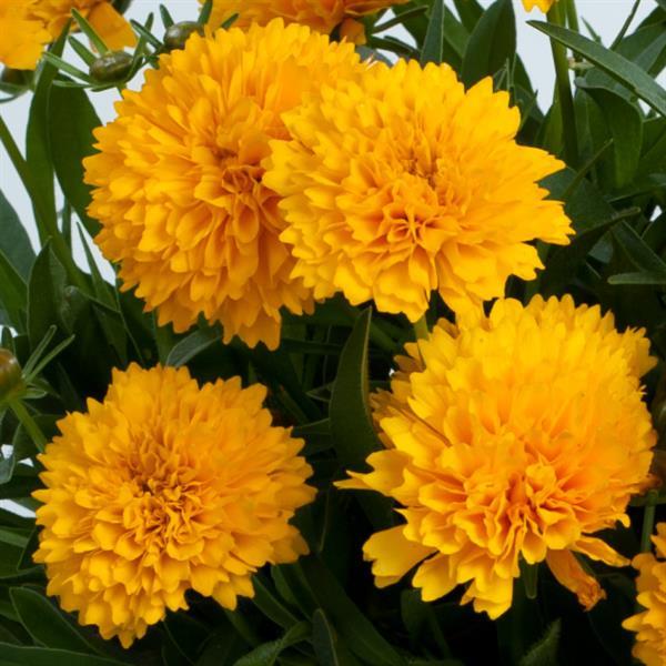 Coreopsis Solanna™ Golden Sphere