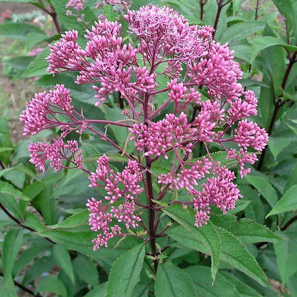 Eupatorium maculatum Gateway