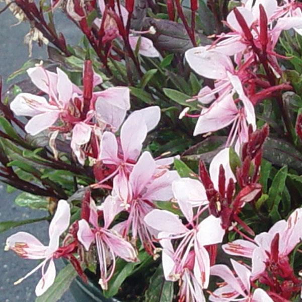 Gaura lindheimeri Gaudi™ Pink