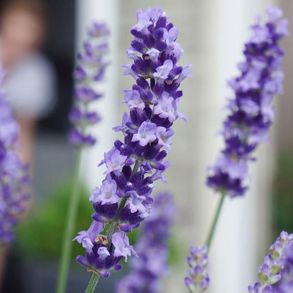 Lavandula angustifolia Big Time Blue